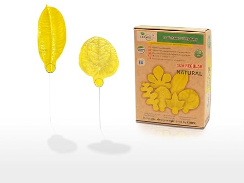 LEAVES 30 STK Klebrige Fliegenfallen Trauermücken Fruchtfliegenfalle Klebriger Fänger – für Zimmerpflanzen Schädlingsbekämpfung für mehrere Arten Pflanzenkontrolle im Innenbereich (Regular Natural)