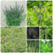 200 Pcs Herzgespann Pflanze Samen - Kräuter, Gemüsesamen Winterhart (Leonurus Japonicus) Wintergemüse Samen, Kräuterpflanzen Heilkräuter Samen, Gemüsesamen Balkon Samen Gemüse, Kräutersamen