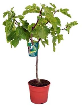 Ficus Carica (Higuera) Natural Árbol de Ecxterior