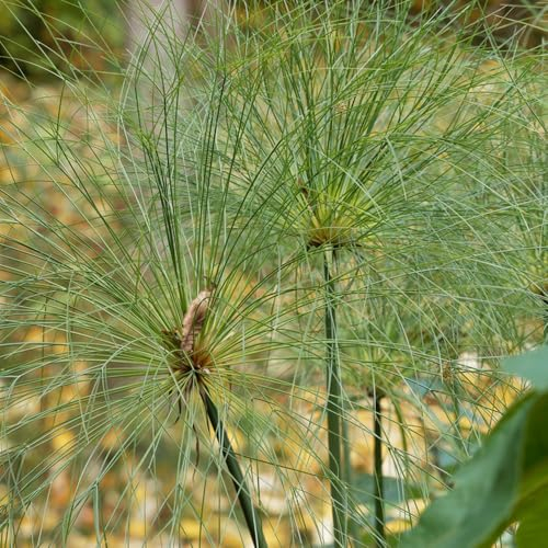 150 pcs Papyrus Pflanze - Wasserpflanzen - blumenwiese, topfpflanzen echt Papyrus Pflanze Samen teichpflanzen winterhart, stauden winterhart mehrjährig kübelpflanzen nachhaltige geschenke