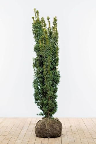 Eiben ‚David‘ – Taxus baccata – Heckenpflanze – Auswahl der Höhe 60–200 cm – immergrün & robust – ideal für dichte Hecken und Sichtschutz (Variante 120-140cm)