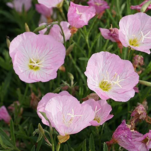 Blumixx Stauden Oenothera speciosa 'Siskiyou' – Nachtkerze, rosa blühend, winterharte Staude, langblühend, für Beet