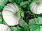 Genipap 15 Stück Pflanzensamen Moonshine White Pumpkin