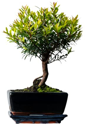 Bonsai Baum mit Keramik Blumentopf - Ligustrum, Ficus, Carmona, Podocarpus, Chinese elm - ca. 6-9 Jahre (15 cm Schale ca. 6 Jahre, Syzygium P15)