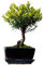 Bonsai Baum mit Keramik Blumentopf - Ligustrum, Ficus, Carmona, Podocarpus, Chinese elm - ca. 6-9 Jahre (15 cm Schale ca. 6 Jahre, Syzygium P15)