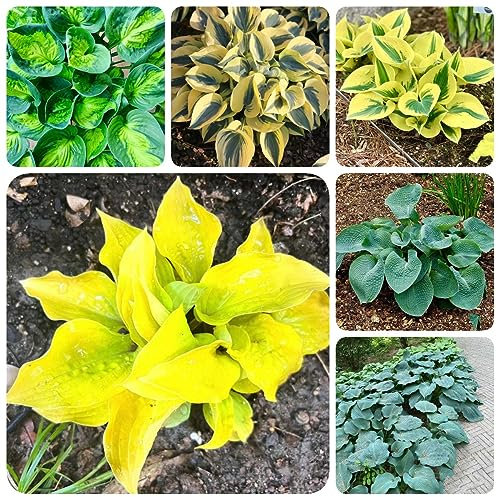 200 piezas Semillas Hosta Plant Invernaderos de balcón, flores de primavera. (Hosta plantaginea) Semillas de flores plantas de balcón resistentes Semillas De