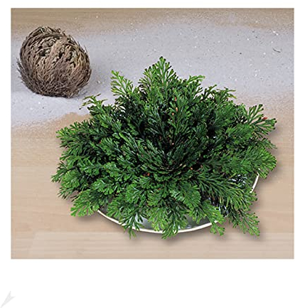 BALDUR Garten Rose von Jericho, 1 Stück Luftreinigende Zimmerpflanzen Wüstenrose, Wüstenwunder, Grünpflanze, mehrjährig - frostfrei halten, pflegeleicht, Wasserbedarf gering, Selaginella lepidophylla
