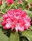 Yakushima Alpenrose Rhododendron yakushimanum Snezzy 25 cm hoch im 3 Liter Pflanzcontainer