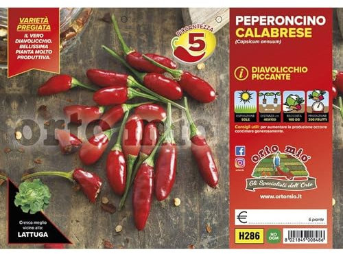 Pianta vera di Peperoncino piccante calabrese diavolicchio Italico F1 - Diametro Vaso Plateaux da 6