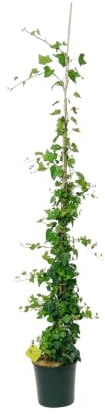 Plantì Hedera Helix Green Wonder | Edera Rampicante da Esterno in Vaso 20 cm, Altezza 150 cm | Piante da Giardino, Rampicanti per Muro, Concimazione 6 Mesi con Plantì
