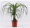 Beaucarnea Recurvata (Elefantenfuß) 40-50 cm – Pflegeleichte Zimmerpflanze | Flaschenbaum, Wasserpalme, Luftreiniger & Deko für Zuhause & Büro