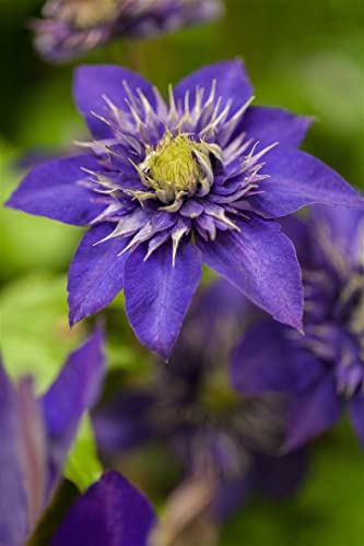 Clematis Hybride 'The President' 60-100 cm - Waldrebe, große violette Blüten, Blütezeit Mai-September, ideal für Rankgerüste, pflegeleicht und winterhart