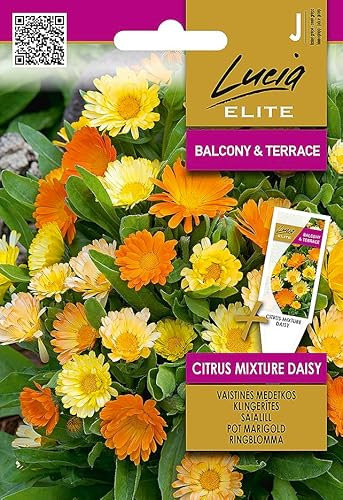Lucia Elite | Semillas de caléndula - CITRUS MIXTURE DAISY | Semillas de flores | Semillas de plantas | Semillas de jardín | Flores anuales fáciles de plantar que florecen todo el verano |1 paquete
