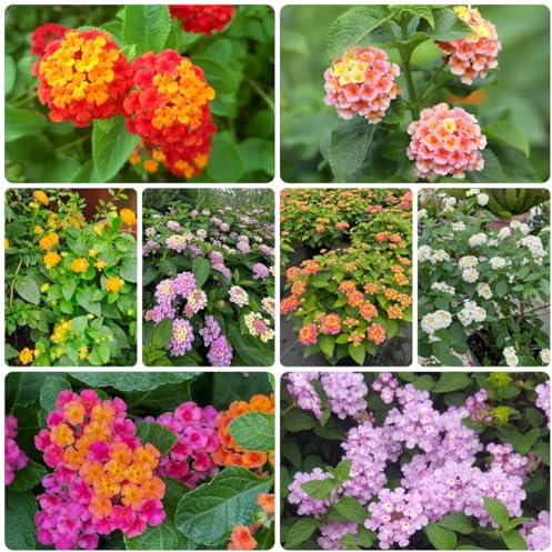 Semi resistenti di Lantana piante resistenti in vaso, piante rampicanti lantana camara fiori da giardino, arbusti alla fiori decorativi da balcone, aromatiche semi di balcone 100pcs