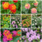 Semi resistenti di Lantana piante resistenti in vaso, piante rampicanti lantana camara fiori da giardino, arbusti alla fiori decorativi da balcone, aromatiche semi di balcone 100pcs