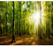 decomonkey Fototapete Wald 450x315 cm Tapete Fototapeten Vlies Tapeten Vliestapete Wandtapete moderne Wand Wandbild Schlafzimmer Wohnzimmer Baum Natur Landschaft Pflanzen Grün