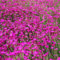 6 x Heidennelke Splendens - Dianthus Deltoides 'Splendens' Topf 9x9cm: Rosa Blüten, pflegeleicht, ideal für sonnige Standorte und Hanglagen.
