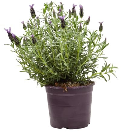 Verdecora Cantueso maceta 3L | Lavandula Stoechas | Planta natural de exterior con flores moradas | Resistente | Flores terraza y balcón