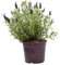 Verdecora Cantueso maceta 3L | Lavandula Stoechas | Planta natural de exterior con flores moradas | Resistente | Flores terraza y balcón