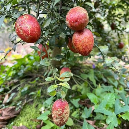 150 pcs Citrus australasica samen topfpflanzen draußen winterhart deko pflanzen exotische früchte baumsamen bohnenkraut samen obstbäume kaufen obstbaum garten obst samen winterharte
