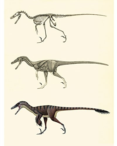 Meishe Art Poster Kunstdrucke Plakatdruck Delfin Dinosaurier Skelett- und Muskelsystem Anatomie Alte Abbildung Plakate Drucken Wissenschaftlich Wand Dekor
