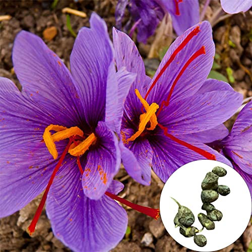 10 Stück Crocus Sativus Samen, Blumen Samen für Garten und Balkon,Ideale Garten Pflanzen, Balkon Pflanzen & Kübelpflanzen, 10Pcs Crocus Sativus Seeds