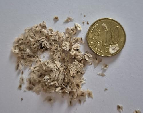 500 Samen Paulownia Tomentosa, Kiribaum, Blauglockenbaum, schnellwachsend, winterhart, schattenspendend