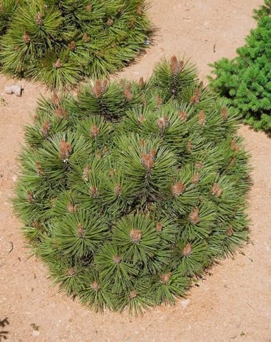 Schwarzkiefer 'Bambino' 25-30 cm Topf Pinus nigra winterhart immergrün