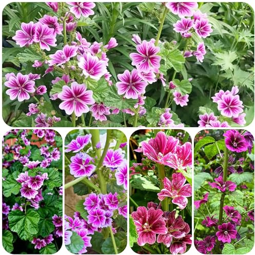 semi di malva resistente - biologici, giardino balcone 1000pcs