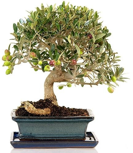 PERZOE 5 pezzi di semi di piante ornamentali di olivo Olea Europaea, decorazioni per bonsai da giardino