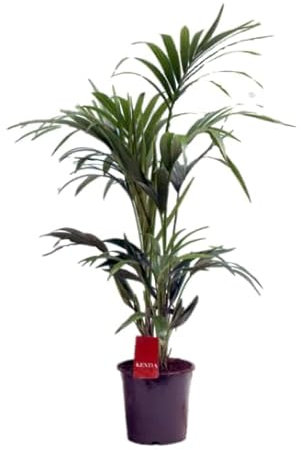 Kentia Planta de Interior Natural de 100/120 cm Altura - Plantas Naturales- Planta de interior de decoración - Planta Natural - Planta Viva (Strelitzia)