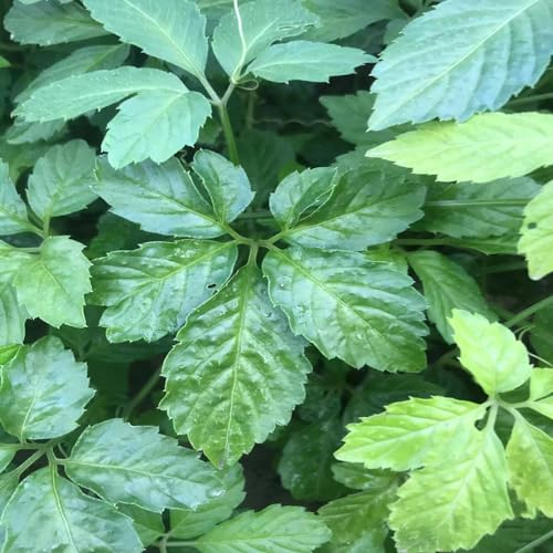 500 pcs jiaogulan pflanzen samen bio saatgut exotische pflanzen winterhart indoor kräutergarten kräuter saatgut alte sorten kräuter pflanzen balkonpflanzen winterhart wildkräuter