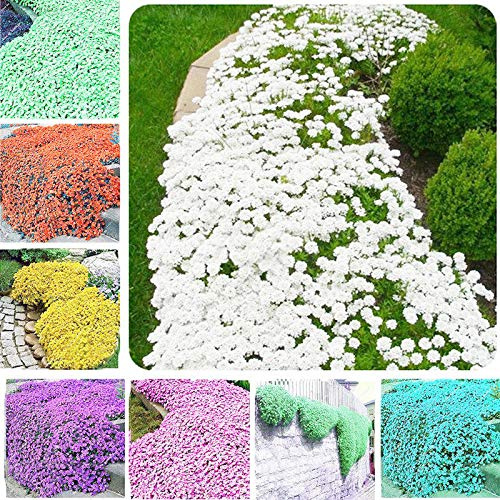 Portal Cool Amarillas: Fec6 228f 9350 Semillas 100 Piezas Raras Beautifying Yard Orchard Estar tomillo rastrero
