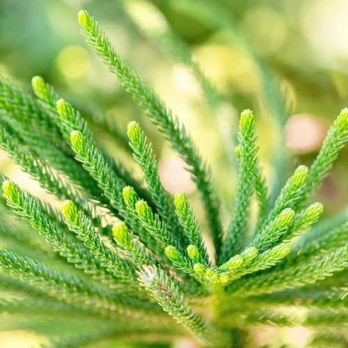 150 pcs Araucaria Araucana Samen, gartendeko für draußen, bonsaibaum Araucaria Baum, Araucaria Araucana topfpflanzen draußen winterhart, deko wohnzimmer baumsamen bäume garten winterhart,