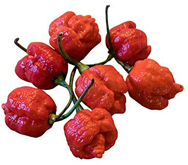 100 Samen - Trinidad Moruga Scorpion Rot - Ultrascharfe 2.000.000 Scoville - by Samenchilishop
