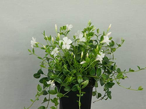 25 Vinca minor Alba Immergrün weiß winterharter Bodendecker T9x9#