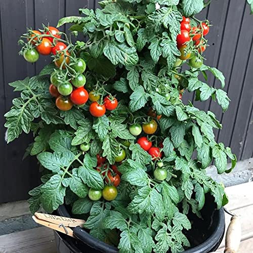 Tomato Seeds Mini Bell - Heirloom Cherry Tomato Minibel Plant Seed