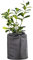 Windhager Winter-Topfschutz Superprotect L, Winterschutz für kälteempfindliche Pflanzen, DM: 25 - 35 cm x 40 cm