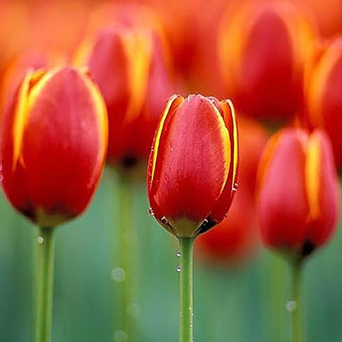50 Stücke Tulpenzwiebeln Blumensamen Garten Hof Wachsende DIY Hause Bonsai Pflanze Dekor Blume Obstbaum Gemüsesamen Orange Rot Tulpensamen