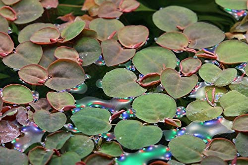 AquaOne Aquarium Pflanze In Vitro Phyllanthus fluitans Wasserpflanze 1-2-Grow. Aquariumpflanze Becher Labor-Aquarienpflanzen Dekoration Aquascaping