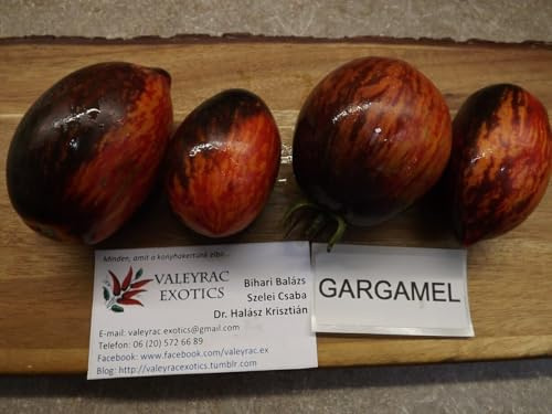Gargamel Tomate - Tomato 5+ Samen - Saatgut - Seeds - Gemüsesamen P 265