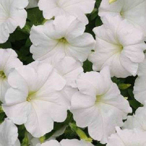 50 semi di Petunia Super Cascade Bianco petunia Semi pellettato Supercascade