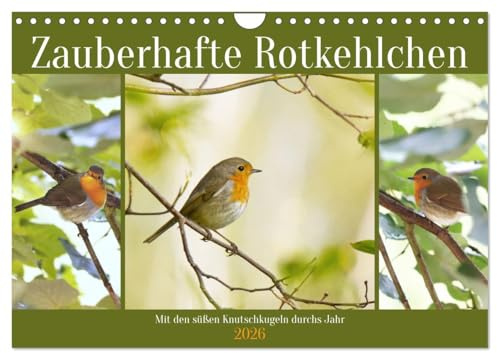 Zauberhafte Rotkehlchen (Wandkalender 2026 DIN A4 quer), CALVENDO Monatskalender: Mit den süßen Knutschkugeln durchs Jahr (CALVENDO Tiere)