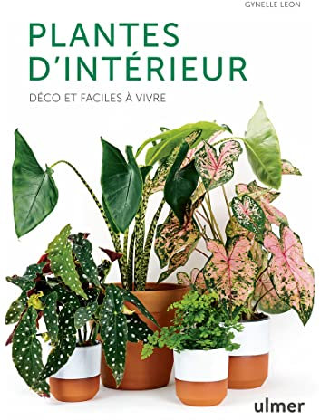 Plantes d'intérieur - Déco et faciles à vivre