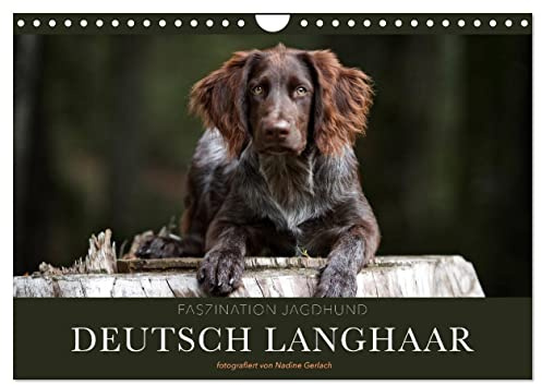 Faszination Jagdhund - Deutsch Langhaar (Wandkalender 2026 DIN A4 quer), CALVENDO Monatskalender: Deutsch Langhaar - Ein Leben neben der Jagd (CALVENDO Tiere)