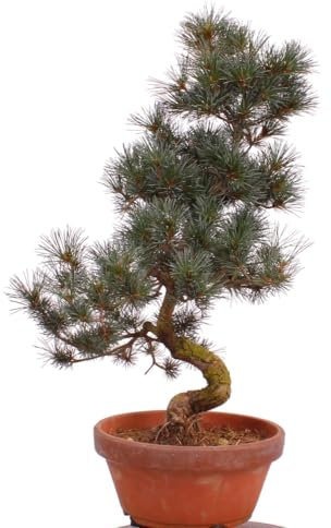Bonsai - Pinus parviflora, Japanische Mädchenkiefer 222/44