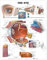 The Eye Anatomical Chart