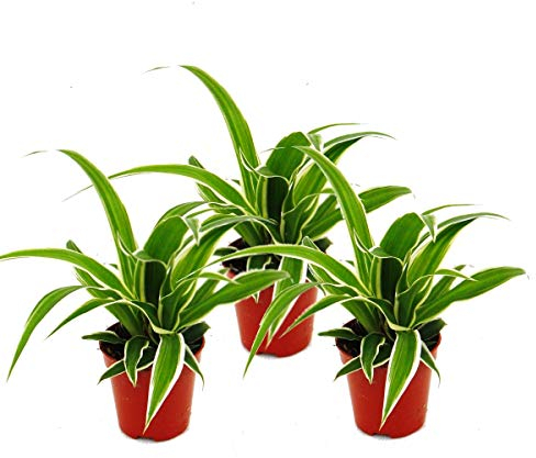 Exotenherz - Chlorophytum Mini, 3er Set, Grünlilie