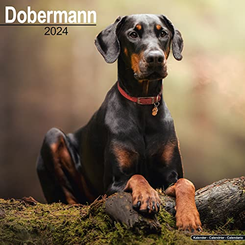 Dobermann 2024 - 16-Monatskalender: Original Avonside-Kalender [Mehrsprachig] [Kalender] (Wall-Kalender)