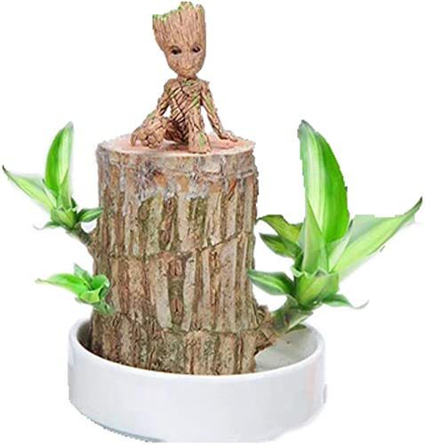 Mini Brazil Lucky Wood,Hydroponic Potted Plant Stump Small Mini Plant Indoor Office Desktop Plant,Plant Lucky Wood Bedroom Four Seasons Potted (Brazilian Wood+Doll)